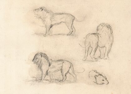 Etude de trois lions et une tête d’ours (19th century)