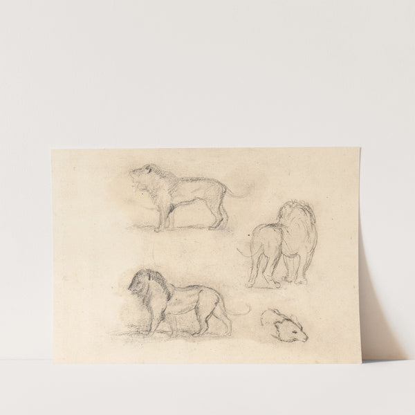 Etude de trois lions et une tête d’ours (19th century) by Antoine-Louis Barye
