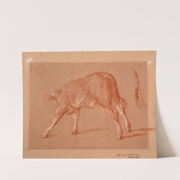 Étude de veau by Jacques-Raymond Brascassat