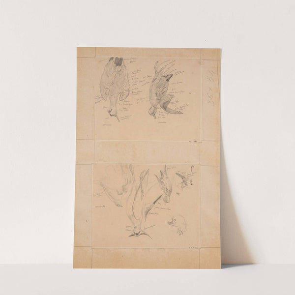 Etude d’oiseaux; vanneau et sarcelle by Fernand Cormon