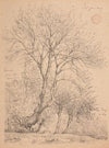 Ãtude d’ormes