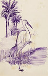 Etude d’un échassier (1899)