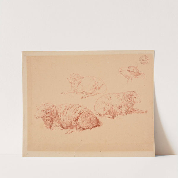 Études de béliers by Jacques-Raymond Brascassat