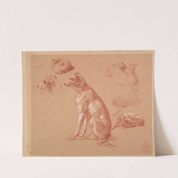 Études de chiens by Jacques-Raymond Brascassat