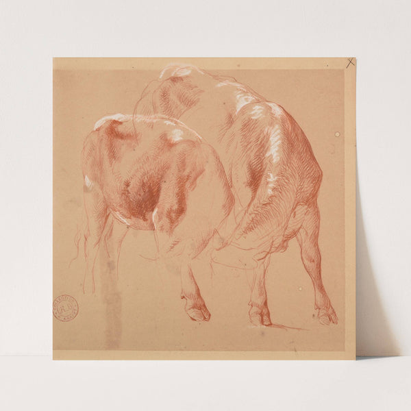 Études de deux corps de bovidés by Jacques-Raymond Brascassat