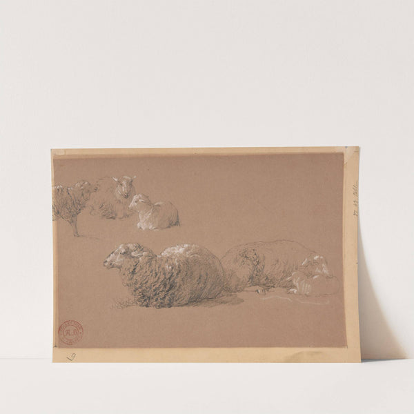 Études de moutons couchés by Jacques-Raymond Brascassat