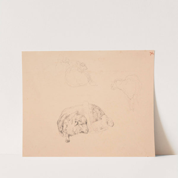 Études de moutons by Jacques-Raymond Brascassat