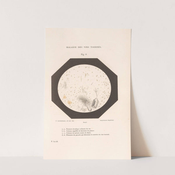 Études Sur Le Vin Pl.03 by Louis Pasteur