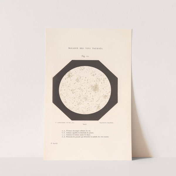 Études Sur Le Vin Pl.05 by Louis Pasteur