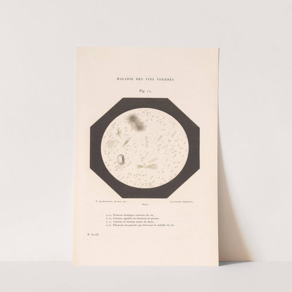 Études Sur Le Vin Pl.06 by Louis Pasteur