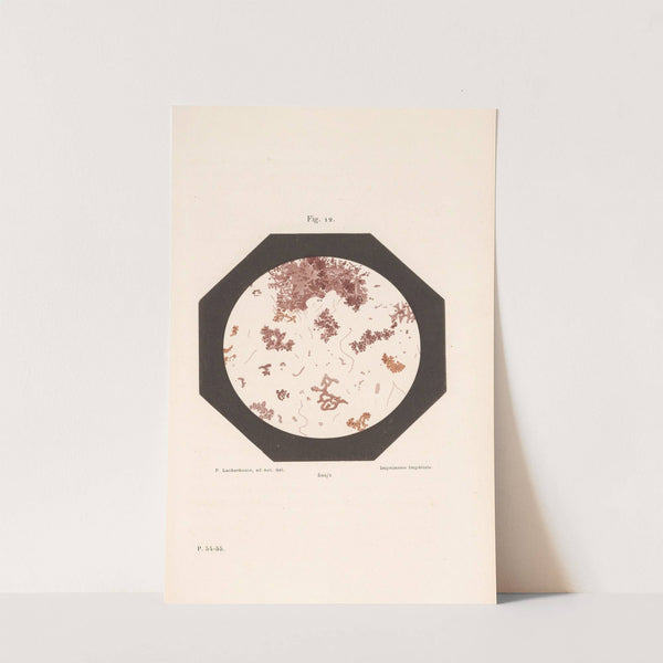 Études Sur Le Vin Pl.07 by Louis Pasteur