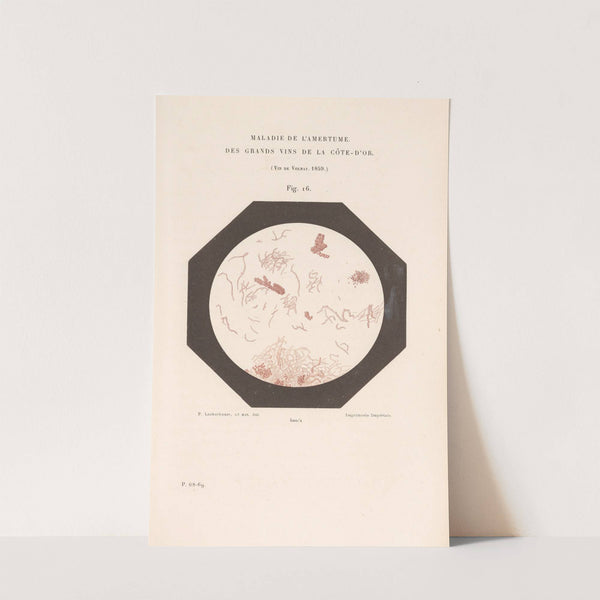 Études Sur Le Vin Pl.11 by Louis Pasteur