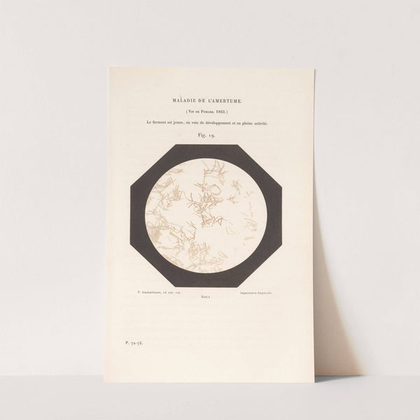 Études Sur Le Vin Pl.14 by Louis Pasteur