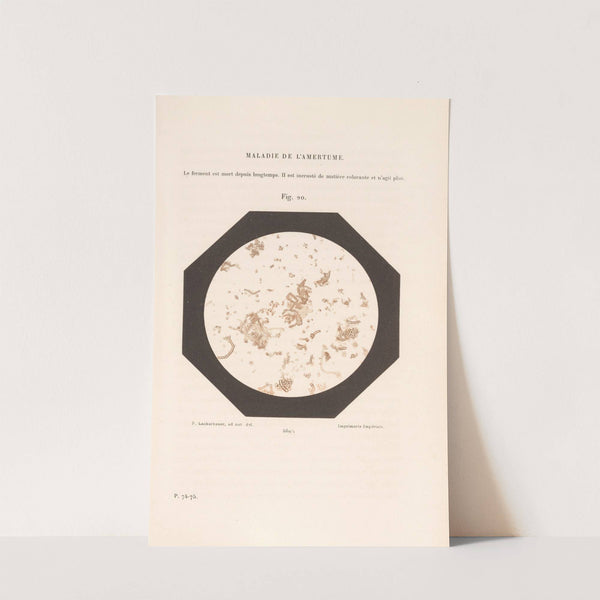 Études Sur Le Vin Pl.15 by Louis Pasteur