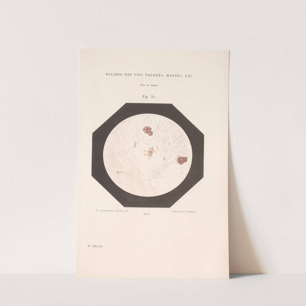 Études Sur Le Vin Pl.25 by Louis Pasteur