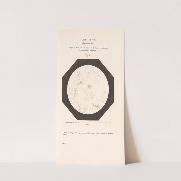 Études Sur Le Vin Pl.28 by Louis Pasteur