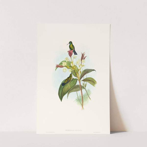 Eucephala caerulea (Blue-chinned Sapphire) by John Gould