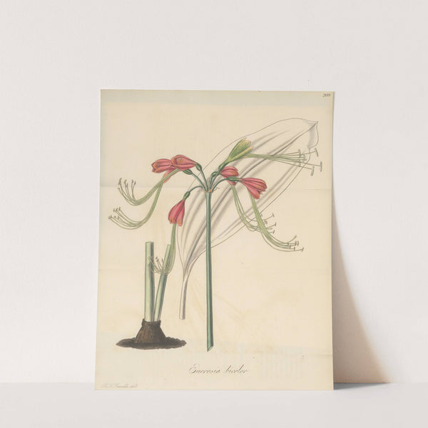 Eucrosia bicolor by William Jackson Hooker