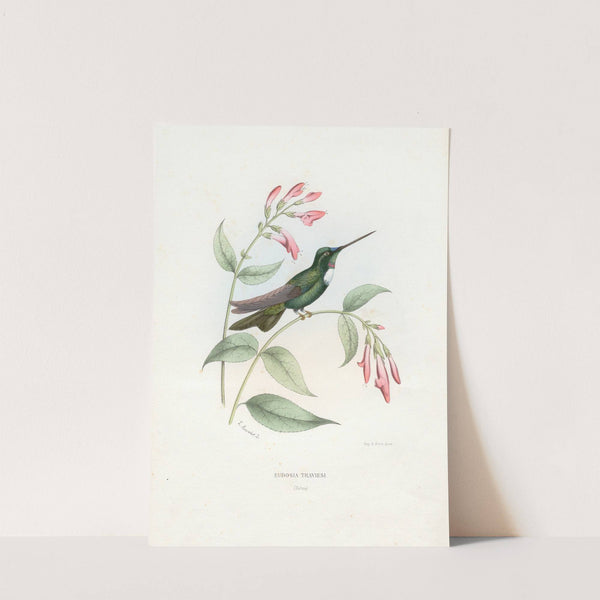 Eudosia Traviesi (1874-1877) by Paul Eugène Mesplès