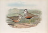 Eudromias morinellus. Dotterel. (1862-1873)