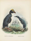 Eudyptes chrysocomus and Eudyptula minori