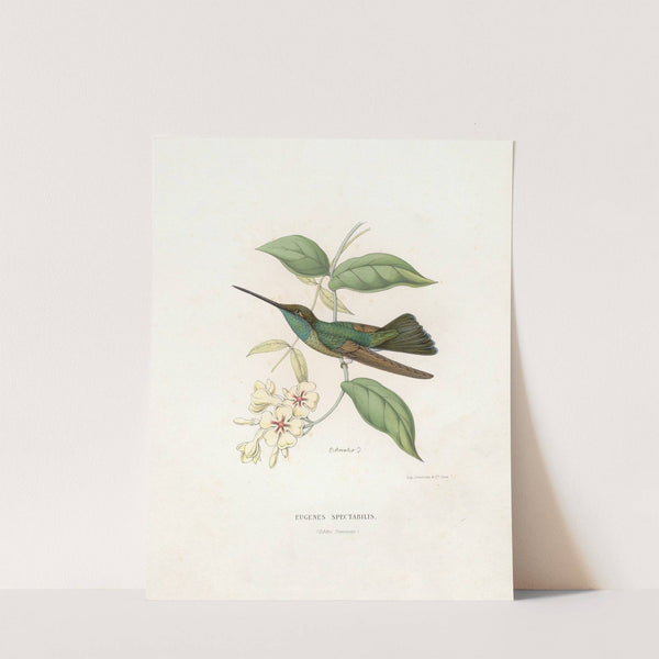 Eugenes Spectabilis (1874-1877) by Paul Eugène Mesplès