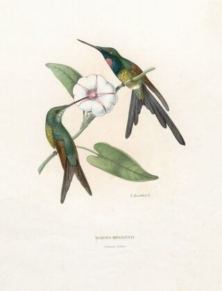 Eugenia Imperatris (1874-1877)