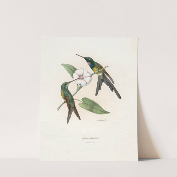 Eugenia Imperatris (1874-1877) by Paul Eugène Mesplès