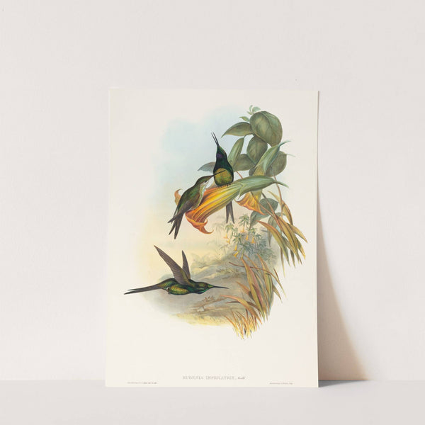 Eugenia imperatrix (Empress Hummingbird) by John Gould