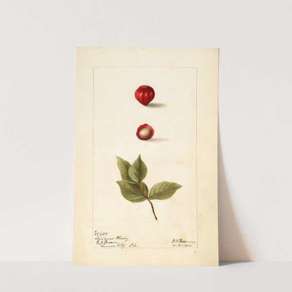 Eugenia uniflora by Deborah Griscom Passmore