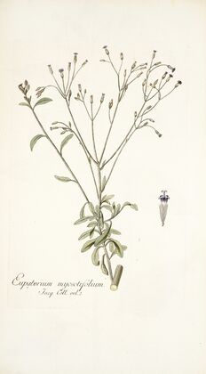 Eupatorium myosotifolium