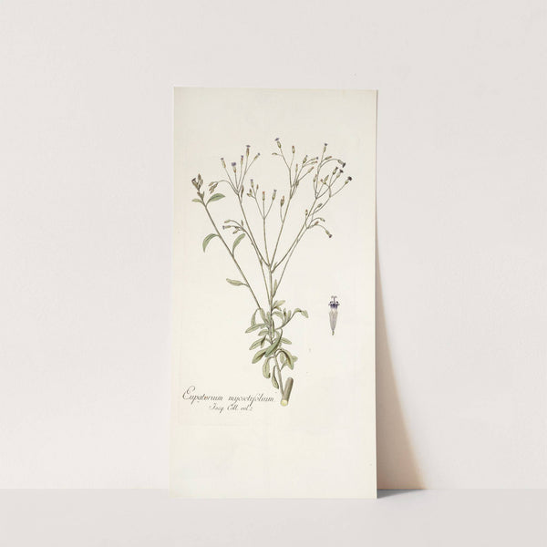 Eupatorium myosotifolium by Nikolaus Joseph Freiherr von Jacquin