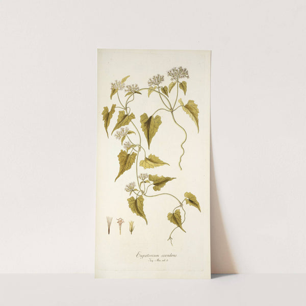 Eupatorium scandens (1781-1793) by Nikolaus Joseph Freiherr von Jacquin