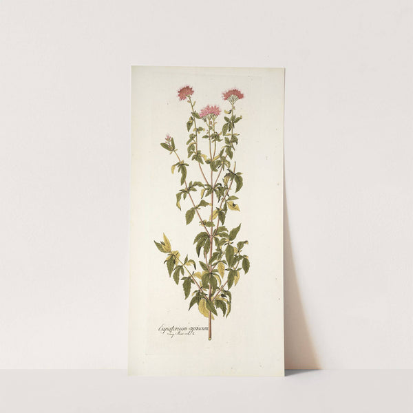Eupatorium syriacum by Nikolaus Joseph Freiherr von Jacquin