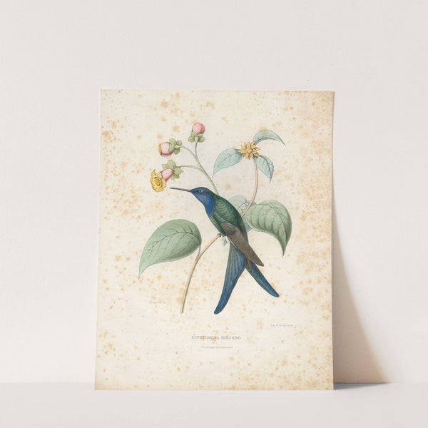 Eupetomena Hirundo (1874-1877) by Paul Eugène Mesplès