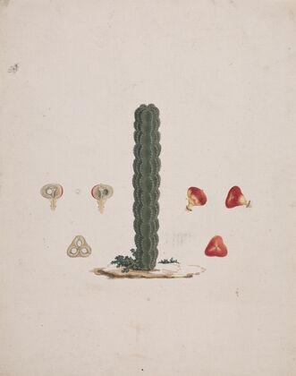 Euphorbia abyssinica J.F. Gmel. (Ethiopian Tree-Spurge) 2