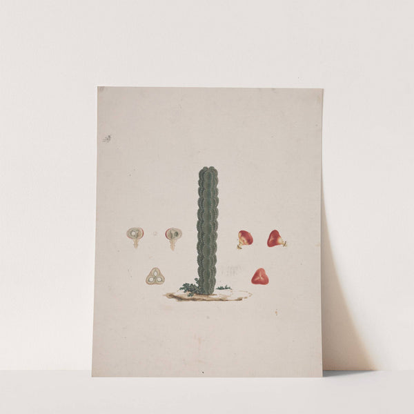 Euphorbia abyssinica J.F. Gmel. (Ethiopian Tree-Spurge) 2 by Luigi Balugani