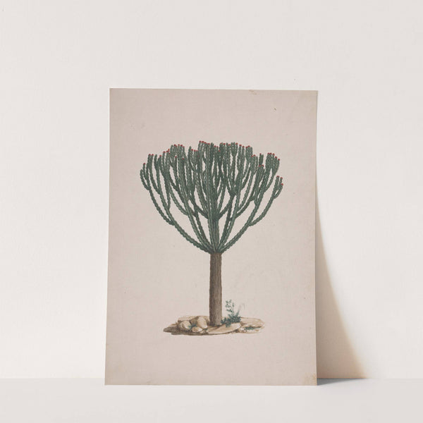 Euphorbia abyssinica J.F. Gmel. (Ethiopian Tree-Spurge) by Luigi Balugani