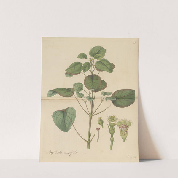 Euphorbia cotinifolia by William Jackson Hooker