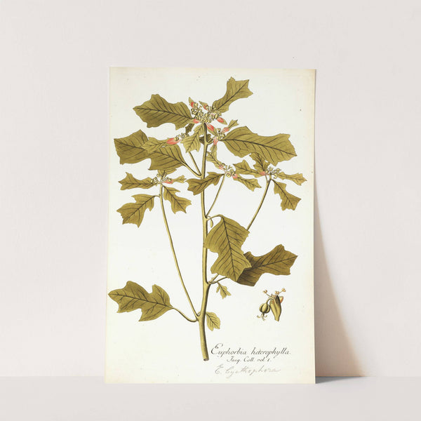 Euphorbia cyathophora by Nikolaus Joseph Freiherr von Jacquin