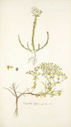 Euphorbia diffusa