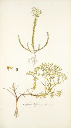 Euphorbia diffusa