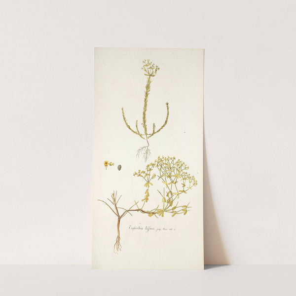 Euphorbia diffusa by Nikolaus Joseph Freiherr von Jacquin