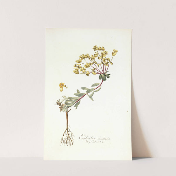 Euphorbia nicaeensis by Nikolaus Joseph Freiherr von Jacquin