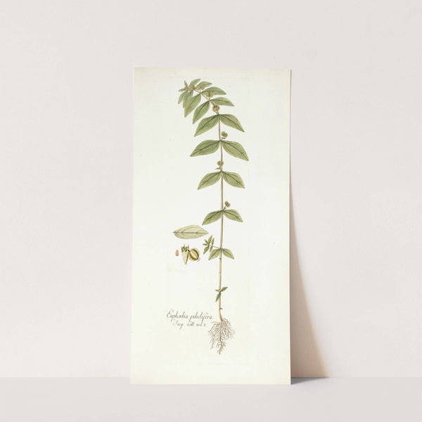 Euphorbia pilulifera by Nikolaus Joseph Freiherr von Jacquin