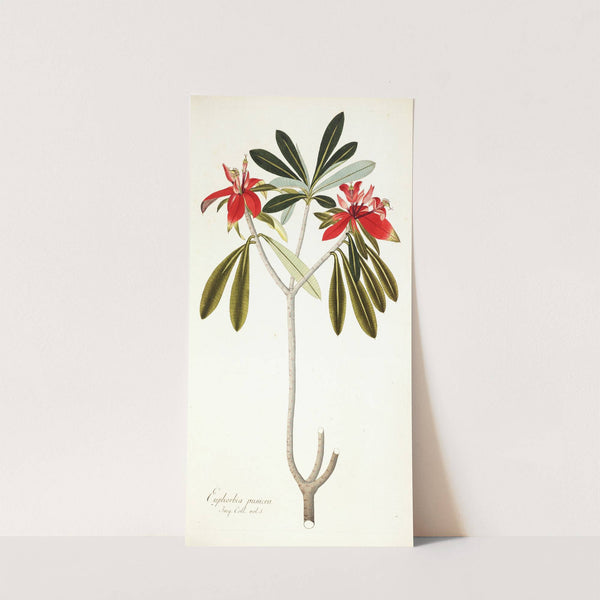 Euphorbia punicea (1781-1793) by Nikolaus Joseph Freiherr von Jacquin