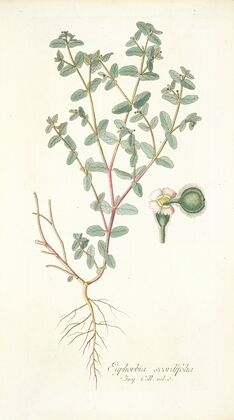 Euphorbia scordifolia