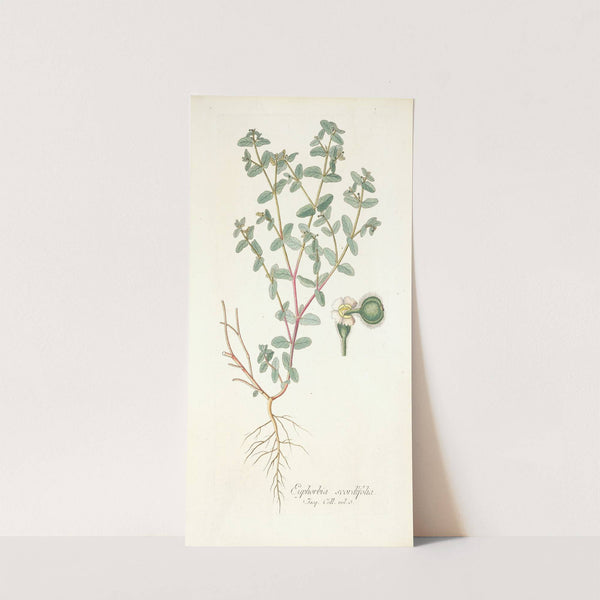 Euphorbia scordifolia (1781-1793) by Nikolaus Joseph Freiherr von Jacquin