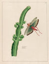 Euphorbium (1797–1810)