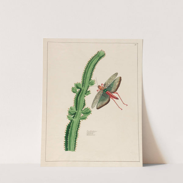 Euphorbium (1797–1810) by Petr Martynovich Gofman